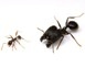 Искусственная активация древнего генома позволила вырастить муравьев-суперсолдат с огромной головой и телом.